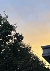 什么东西才能引发尿毒症